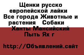 Щенки русско европейской лайки - Все города Животные и растения » Собаки   . Ханты-Мансийский,Пыть-Ях г.